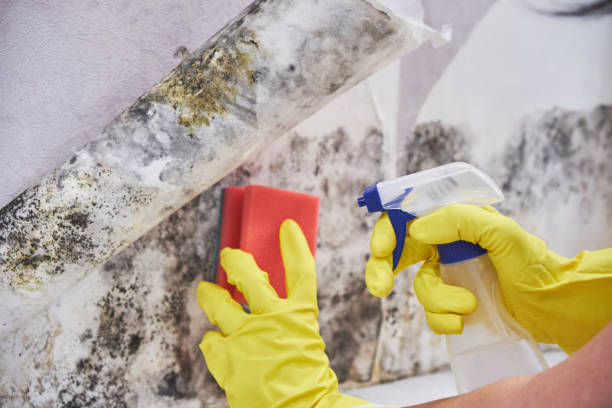 Environmental Consulting for Mold Prevention in Mcdade, TX