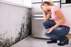 Best Environmental Consulting for Mold Prevention  in Mcdade, TX